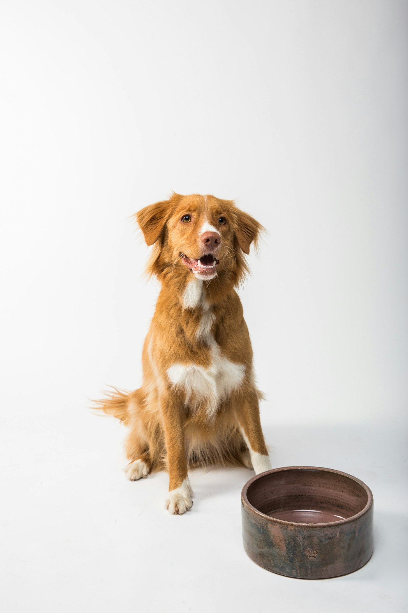 Perro sentado junto a su plato de comida