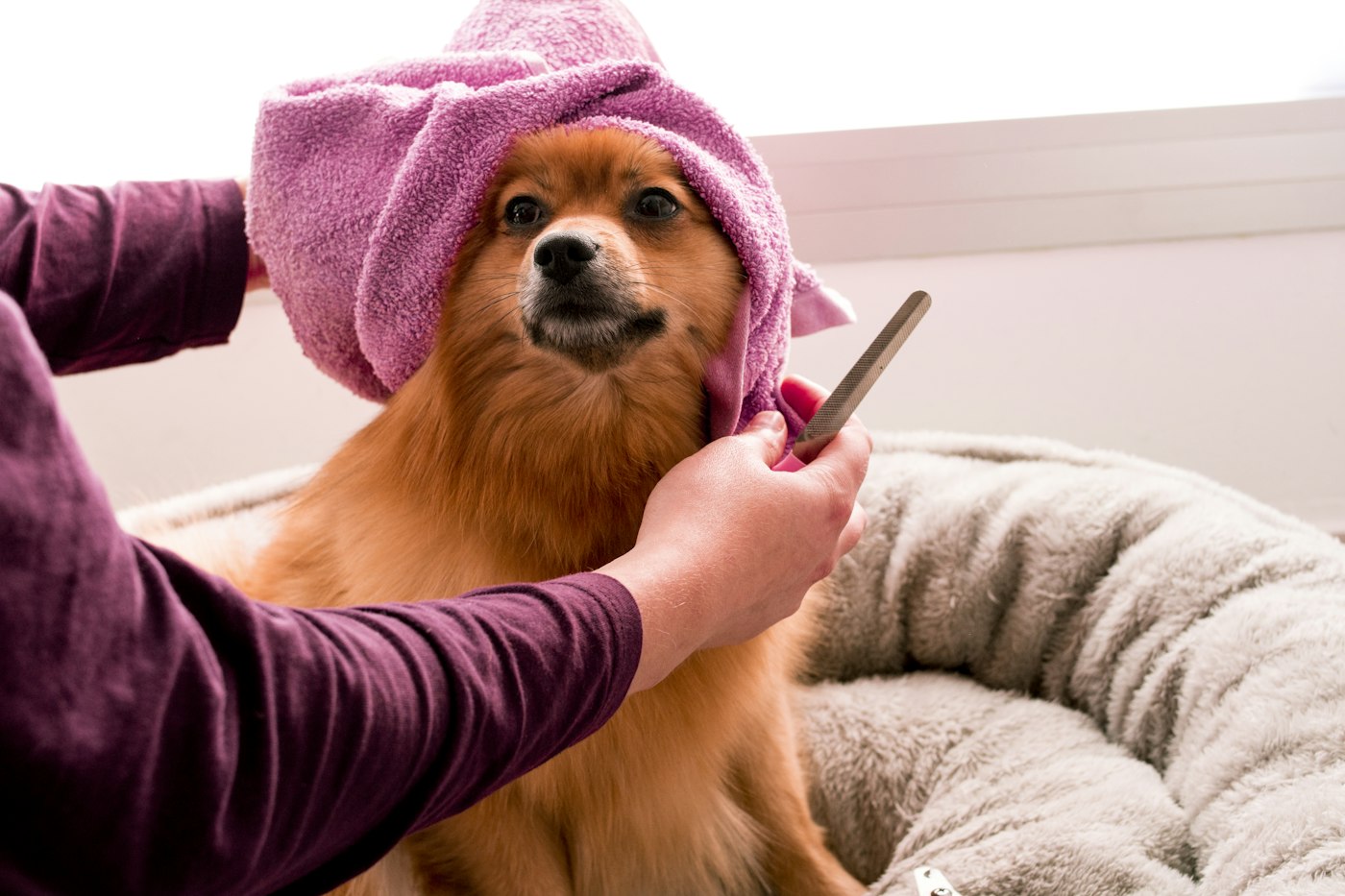 Perro siendo cepillado después del baño