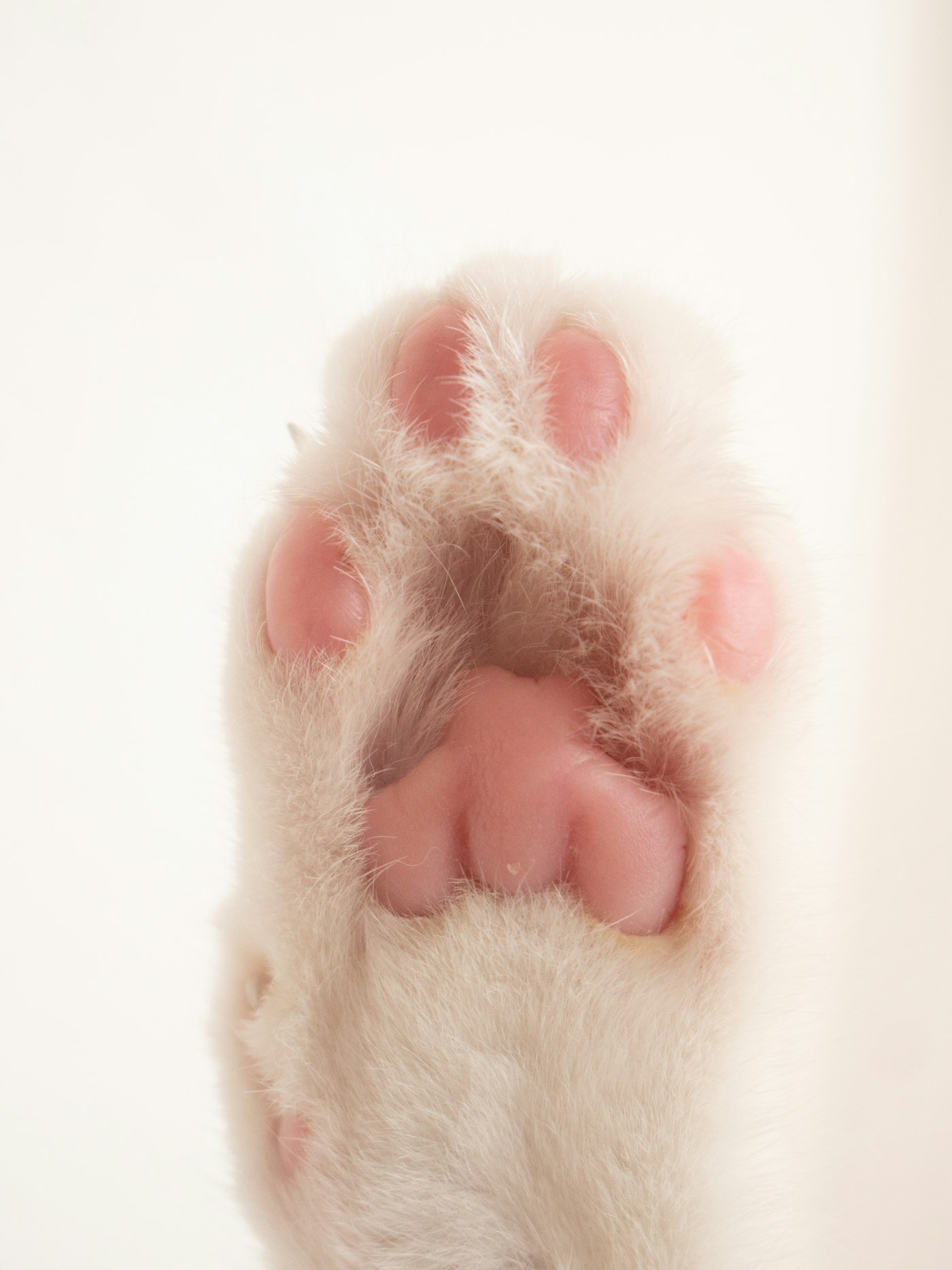 Primer plano de la pata de un gato